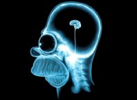 homer-simpson-radiografia-cerebro.jpg